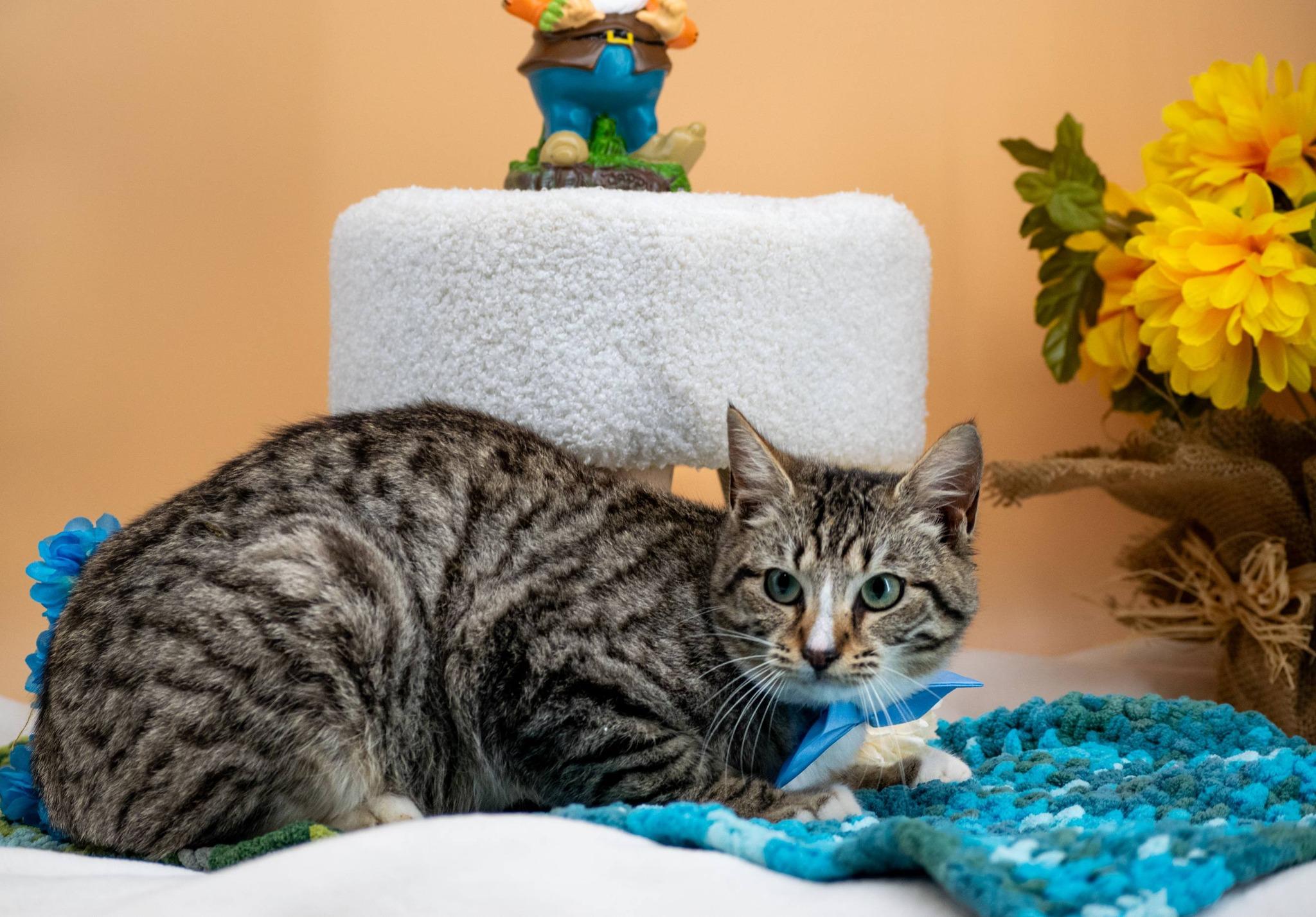 Enlarge Sleepy, a ADOPTABLE Domestic Short Hair in Sevierville, TN image 3/4