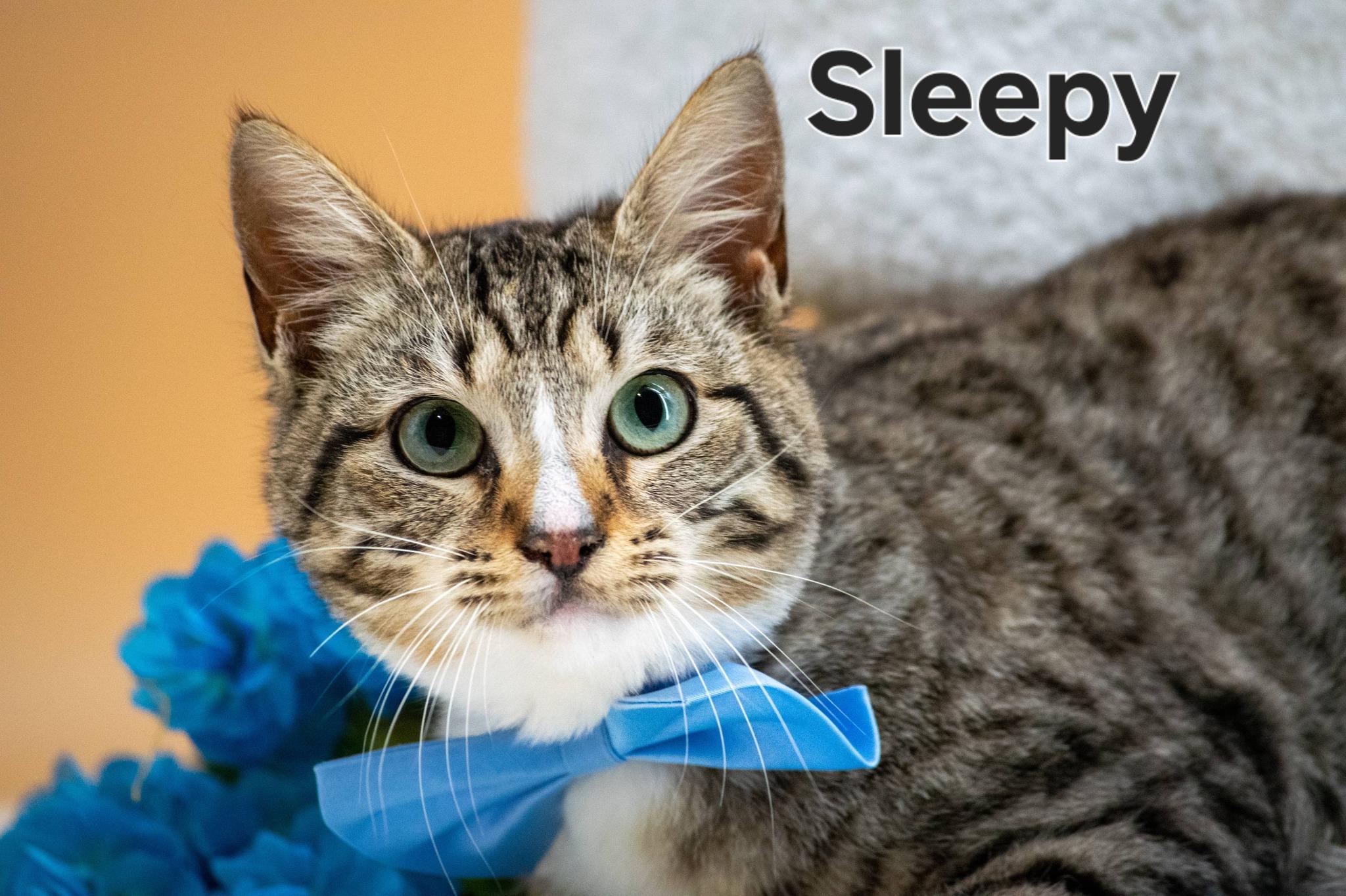 Sleepy, ADOPTABLE, Young Male Domestic Short Hair.