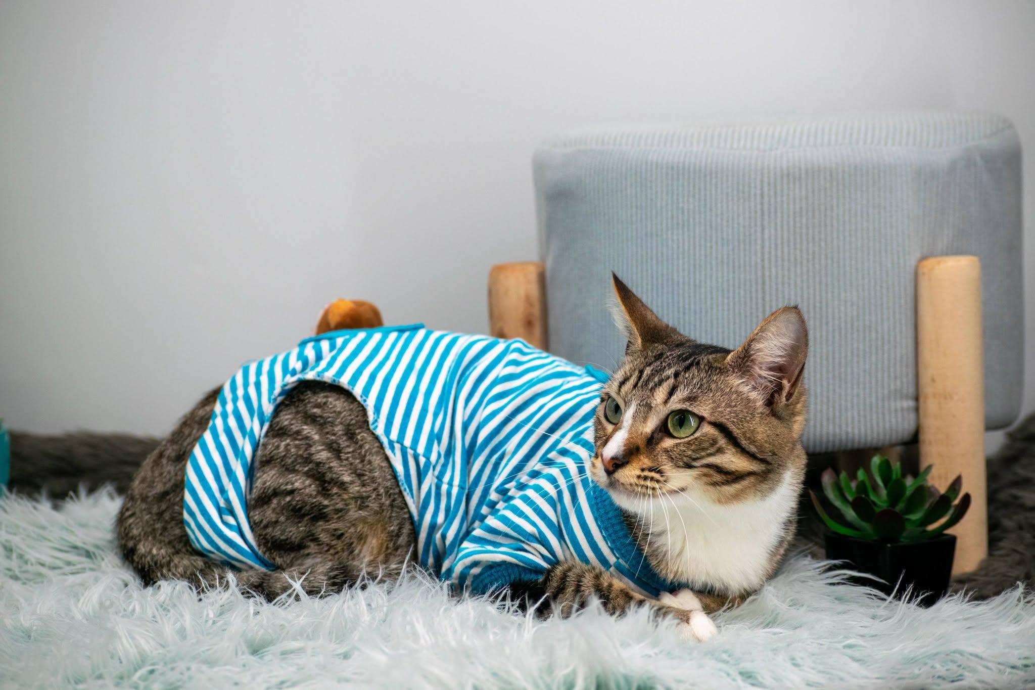 Enlarge Sleepy, a ADOPTABLE Domestic Short Hair in Sevierville, TN image 4/4