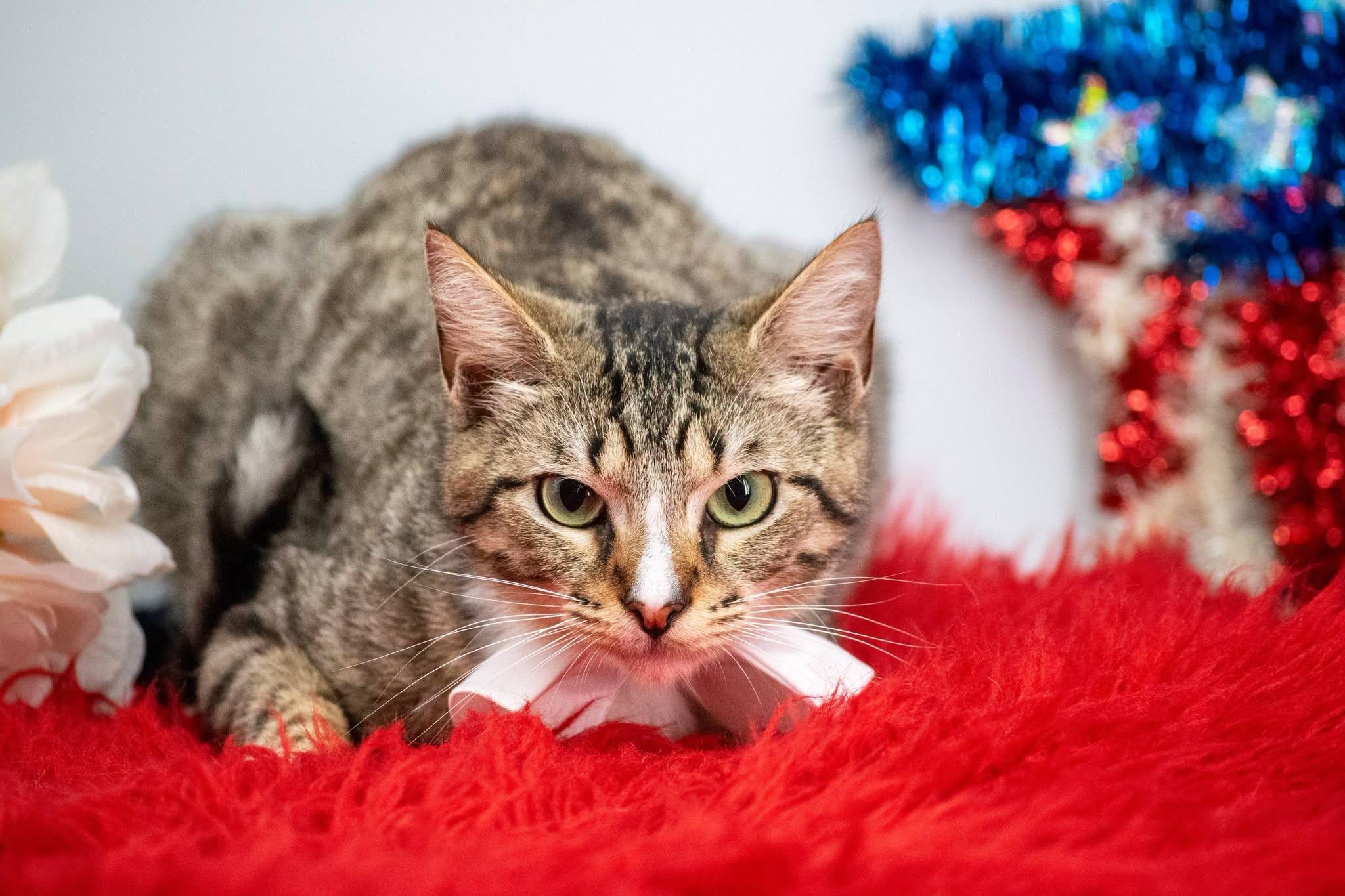 Sleepy, a ADOPTABLE Domestic Short Hair in Sevierville, TN image 4/4