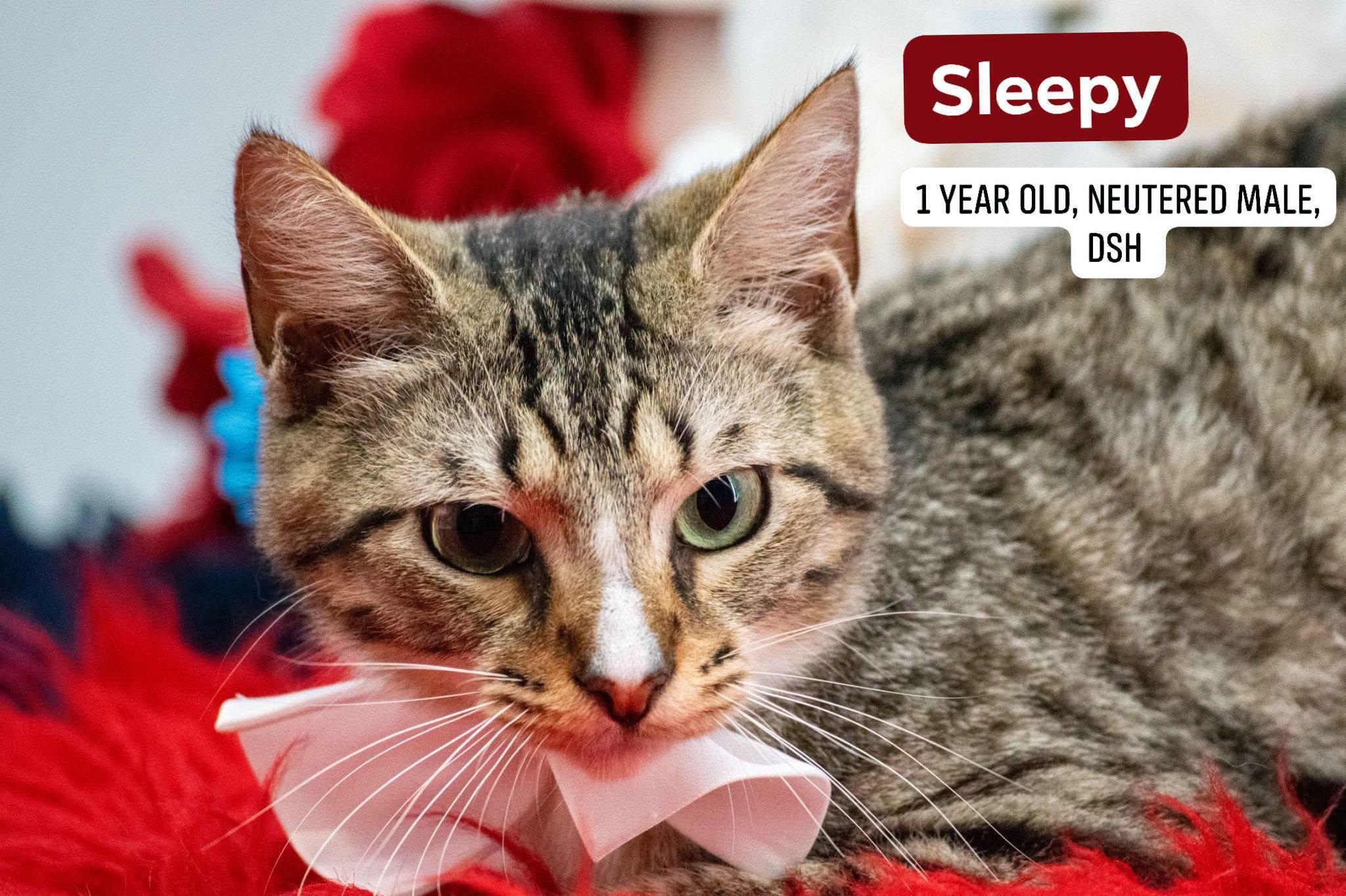 Sleepy, a ADOPTABLE Domestic Short Hair in Sevierville, TN image 1/4