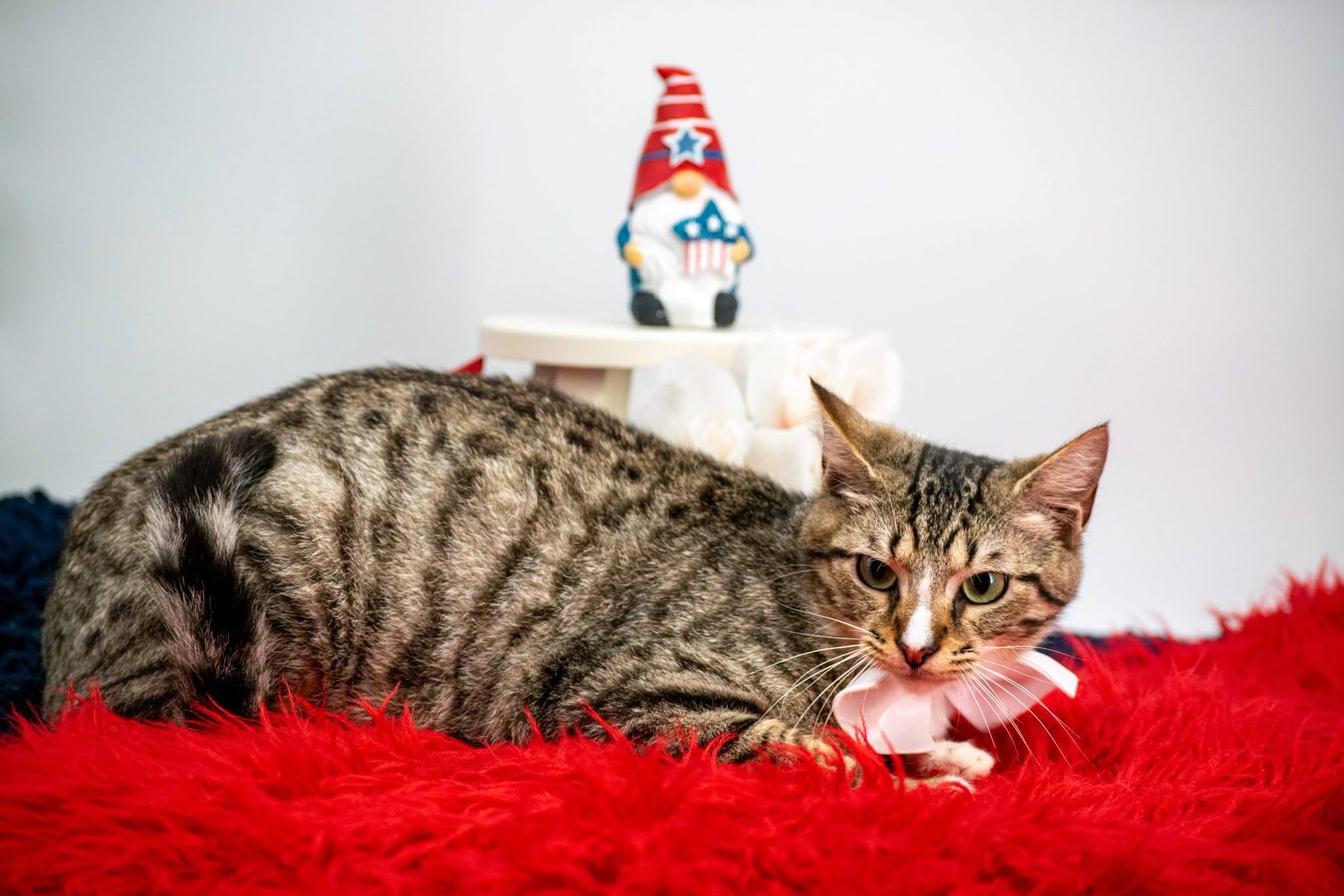 Sleepy, a ADOPTABLE Domestic Short Hair in Sevierville, TN image 3/4