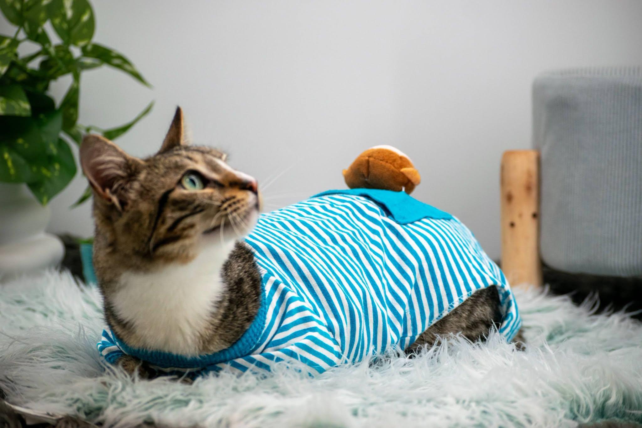 Enlarge Sleepy, a ADOPTABLE Domestic Short Hair in Sevierville, TN image 2/4