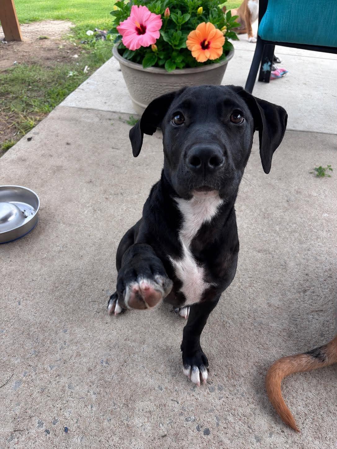 Jess, a ADOPTABLE mixed breed in Ayden, NC image 6/6