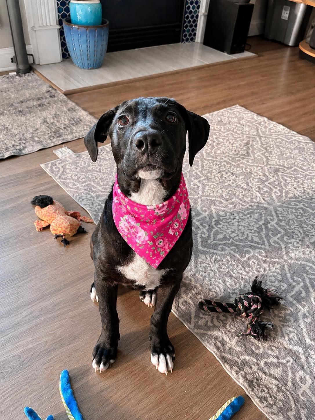 Jess, ADOPTABLE, Puppy Female Black Labrador Retriever.