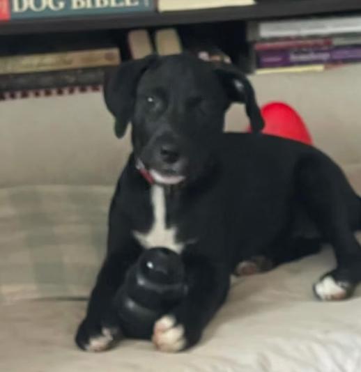 Jess, a ADOPTABLE mixed breed in Ayden, NC image 3/6