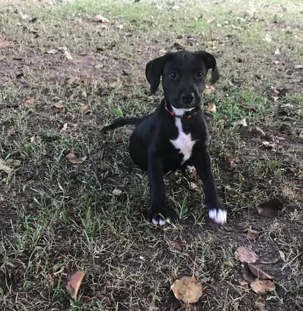 Jess, a ADOPTABLE mixed breed in Ayden, NC image 2/6