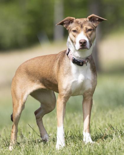 Aurora, ADOPTABLE, Adult Female Pit Bull Terrier.