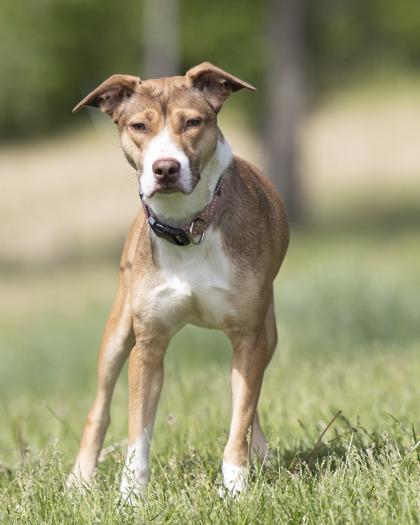 Aurora, a ADOPTABLE mixed breed in Bedford, IN image 2/2