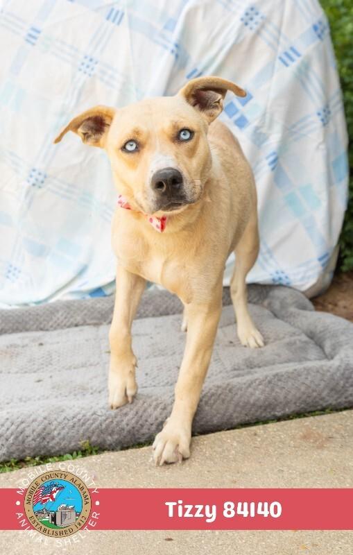 Tizzy, a Adoptable Pointer in Mobile, AL image 2/4