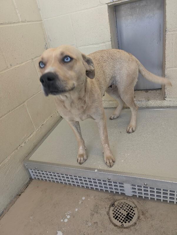 Tizzy, a Adoptable Pointer in Mobile, AL image 3/4