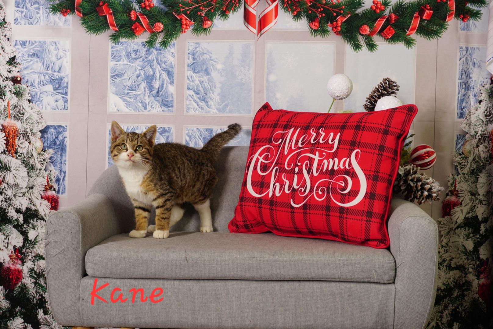 Enlarge Kane, an adopted Domestic Short Hair in Waterloo, IA image 2/4