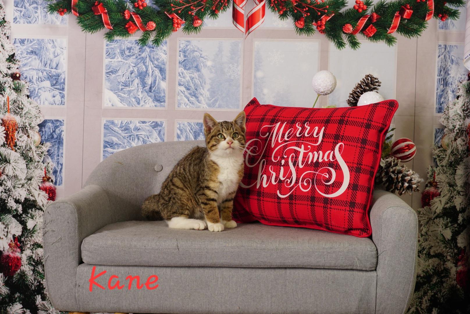 Enlarge Kane, an adopted Domestic Short Hair in Waterloo, IA image 3/4