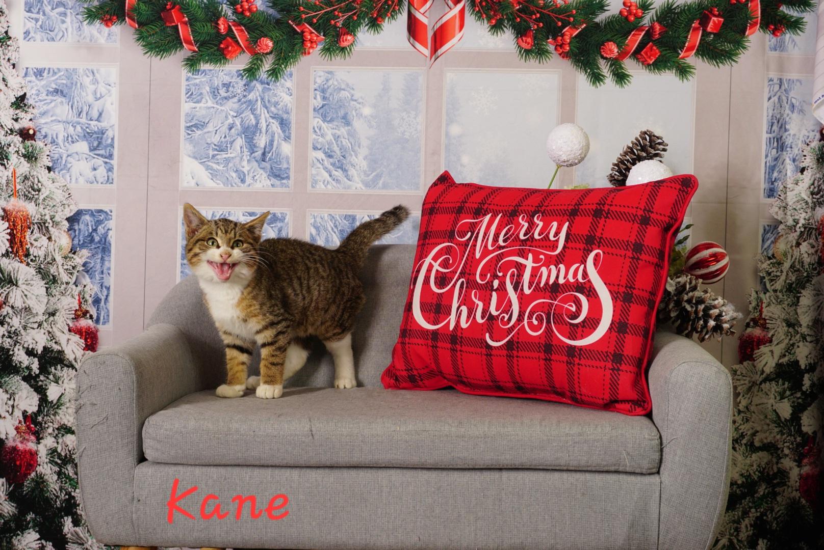 Enlarge Kane, an adopted Domestic Short Hair in Waterloo, IA image 4/4
