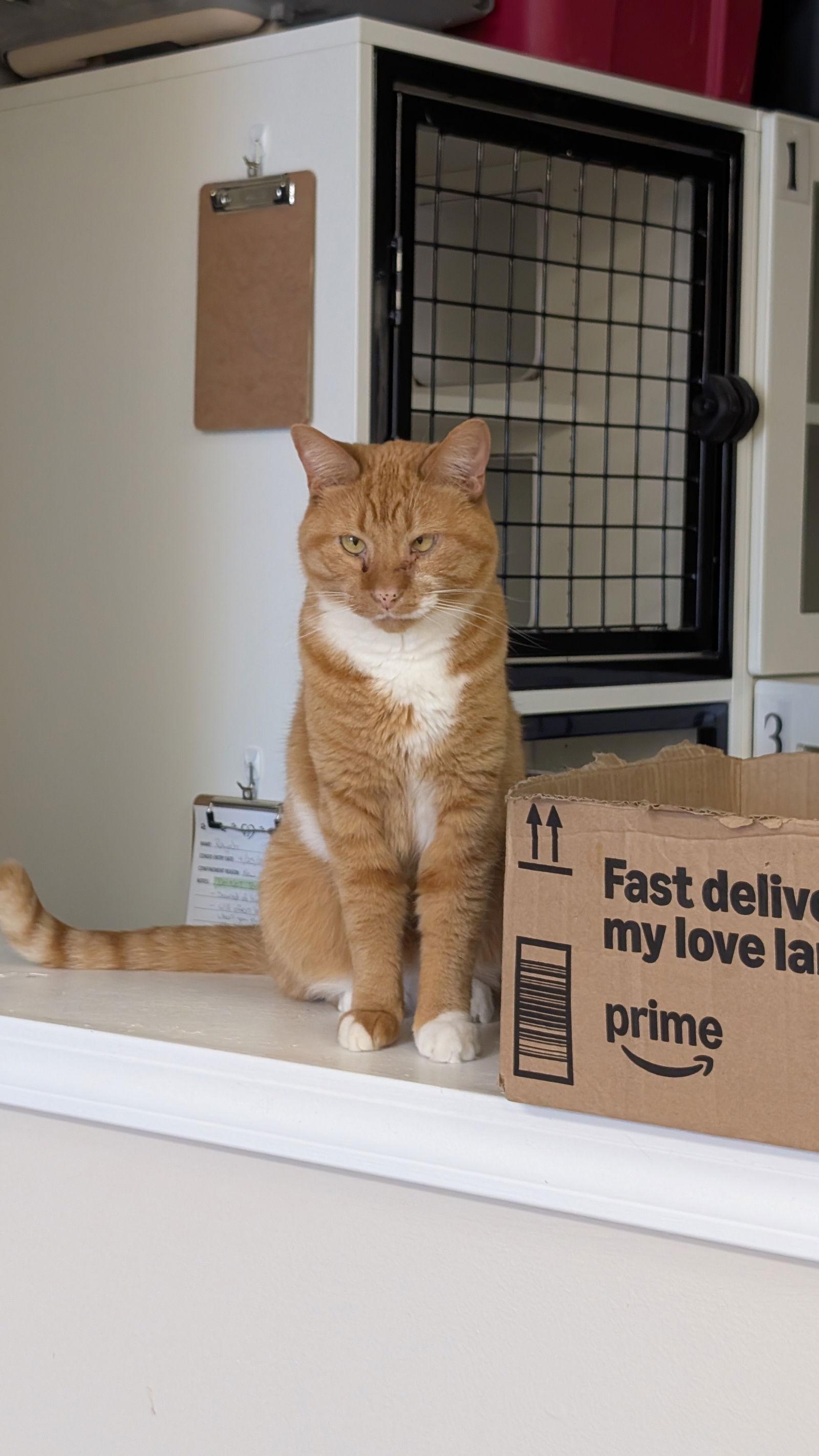 Dorito, Adoptable, Adult Male Domestic Short Hair.