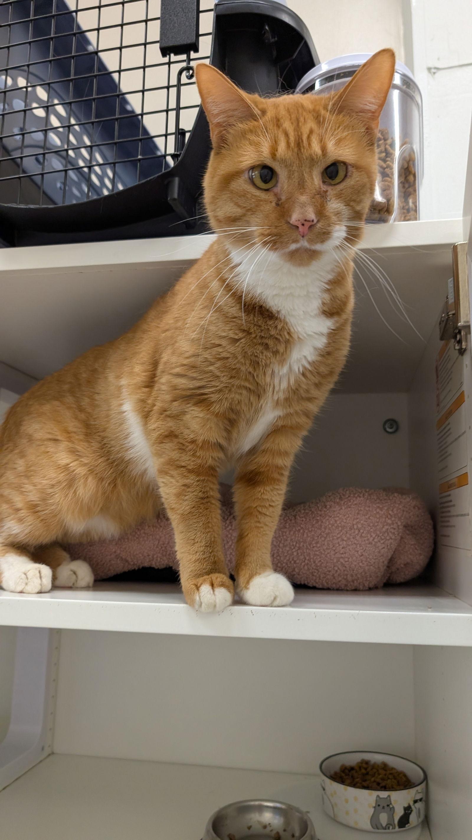 Dorito, a Adoptable Domestic Short Hair in Columbus, OH image 2/3