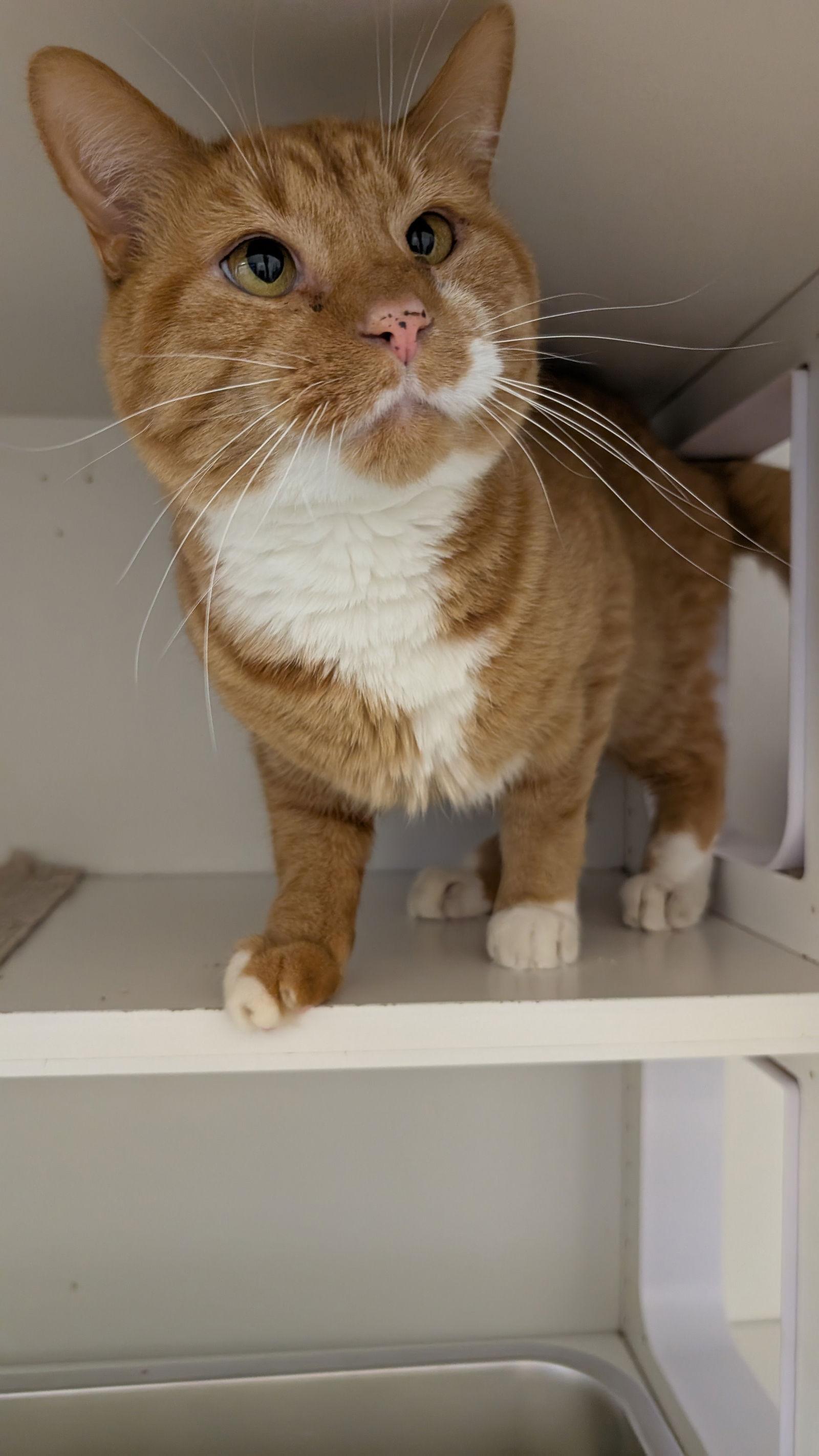 Dorito, a Adoptable Domestic Short Hair in Columbus, OH image 3/3