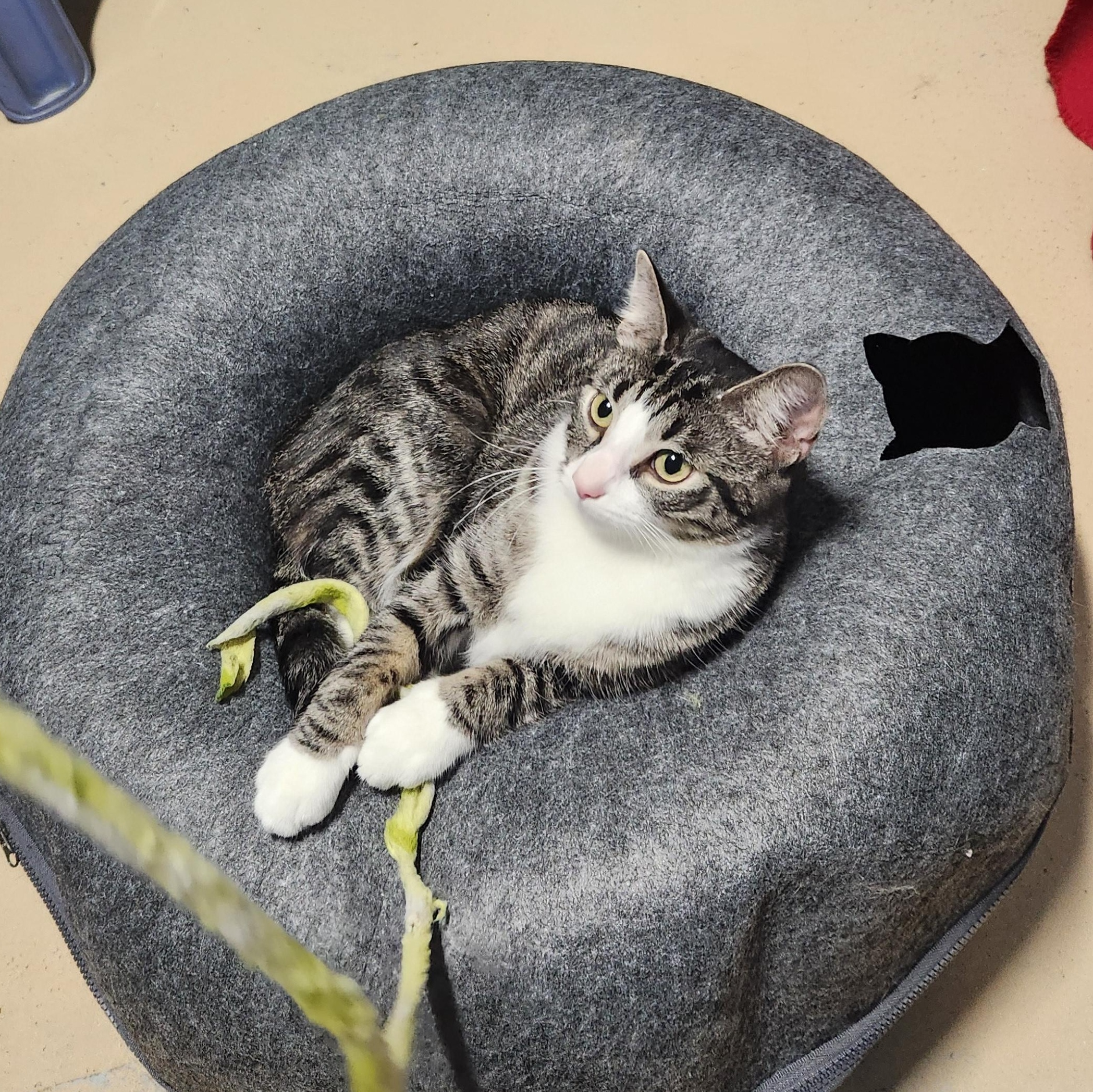 Enlarge Kloe, a ADOPTABLE mixed breed in Bolingbrook, IL image 4/6