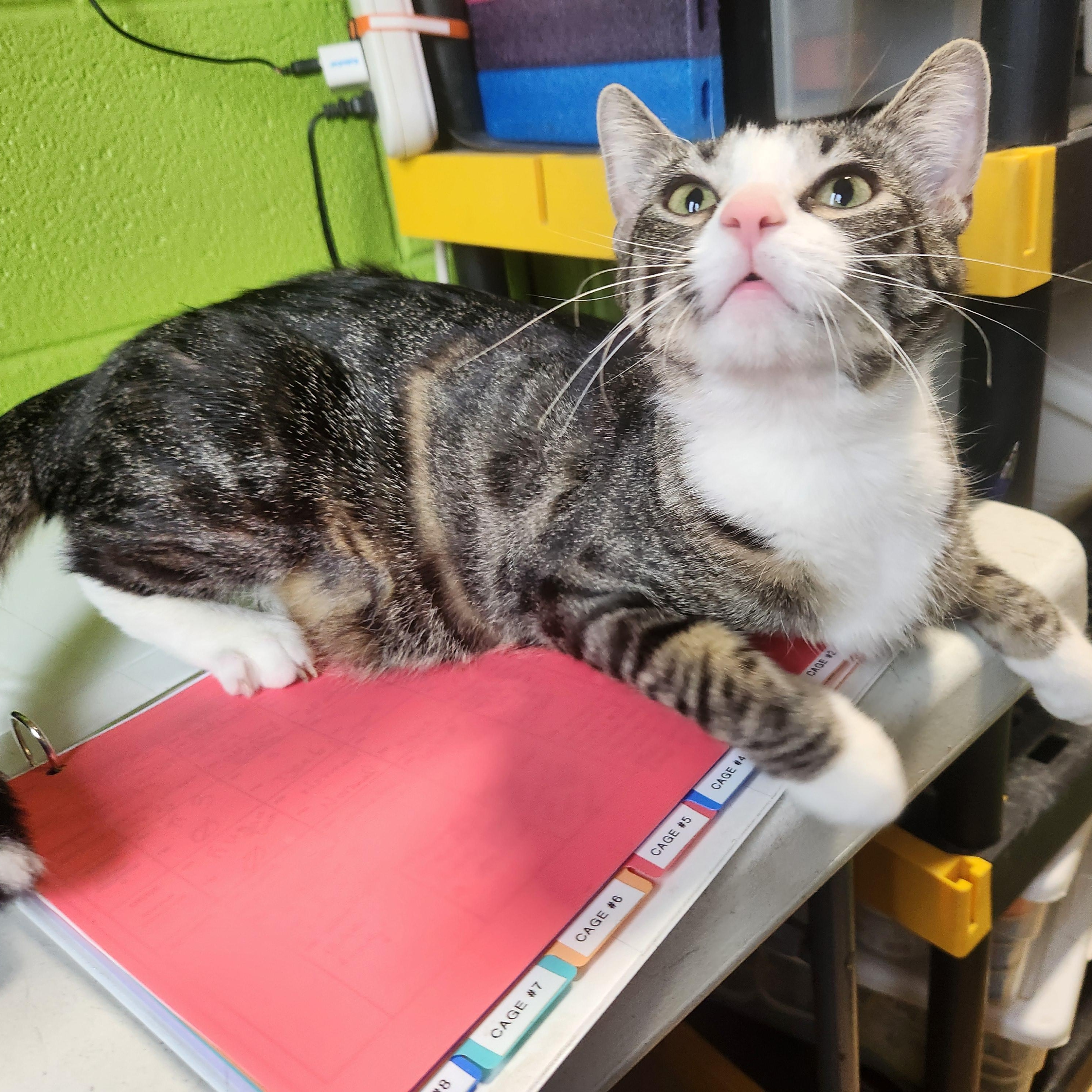 Enlarge Kloe, a ADOPTABLE mixed breed in Bolingbrook, IL image 5/6