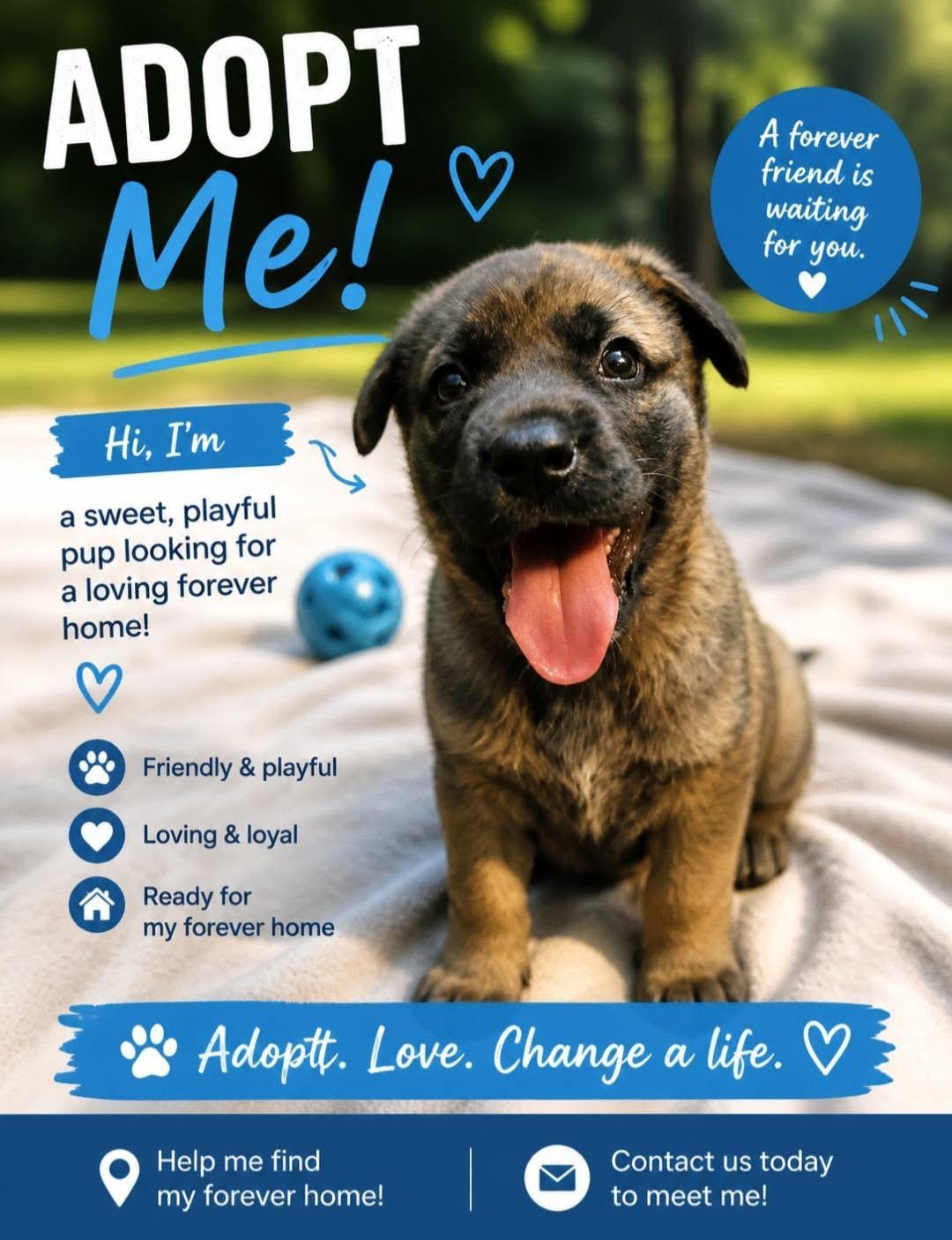Gabriel, adopted, Puppy Male German Shepherd Dog & Siberian Husky.