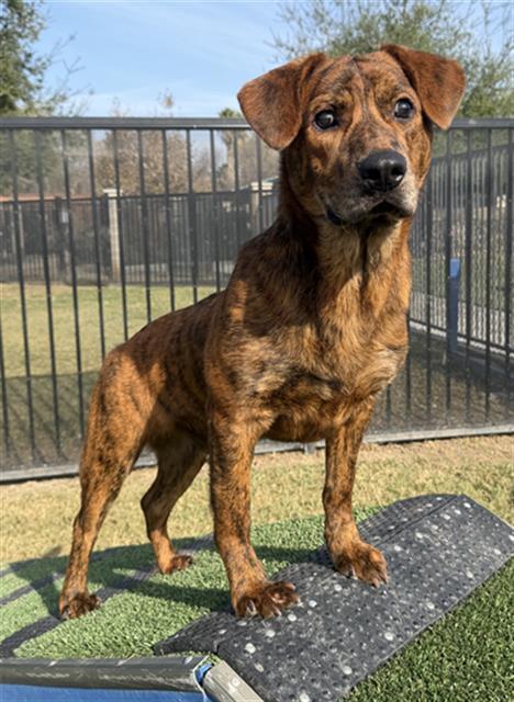 TYLER, Adoptable, Young Male Pit Bull Terrier.