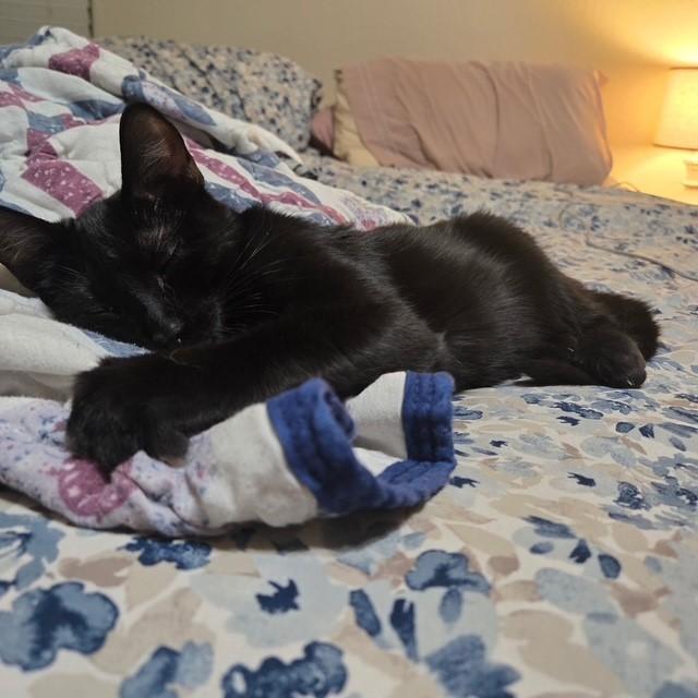 Azriel, a ADOPTABLE Domestic Short Hair in Mesa, AZ image 5/5