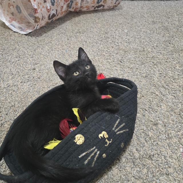 Enlarge Azriel, a ADOPTABLE Domestic Short Hair in Mesa, AZ image 2/3