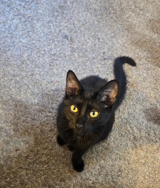 Enlarge Azriel, a Adoptable Domestic Short Hair in Mesa, AZ image 6/6