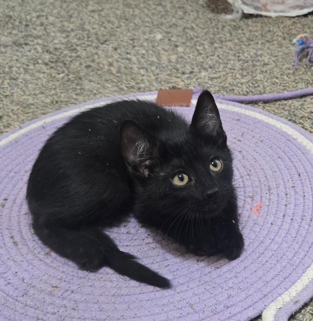 Azriel, ADOPTABLE, Kitten Male Domestic Short Hair.