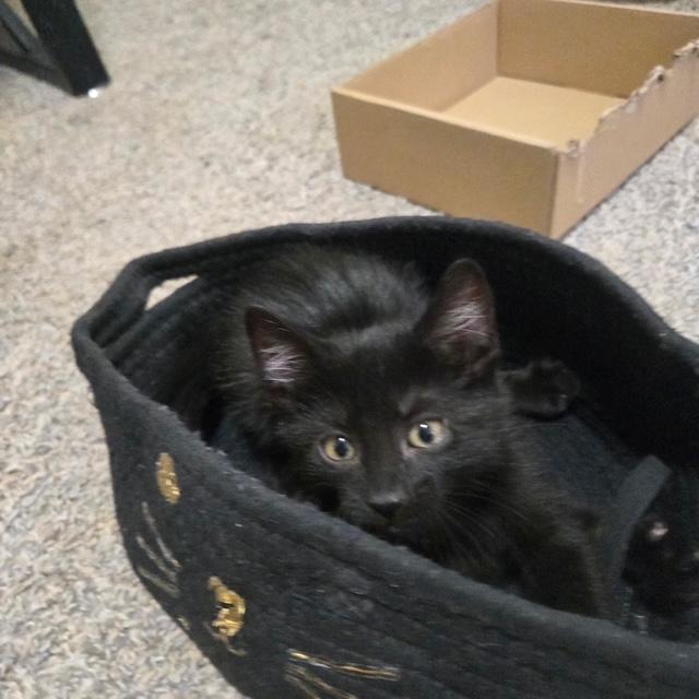 Enlarge Azriel, a ADOPTABLE Domestic Short Hair in Mesa, AZ image 3/3