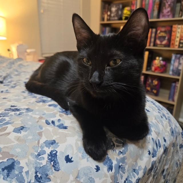 Azriel, a ADOPTABLE Domestic Short Hair in Mesa, AZ image 4/5