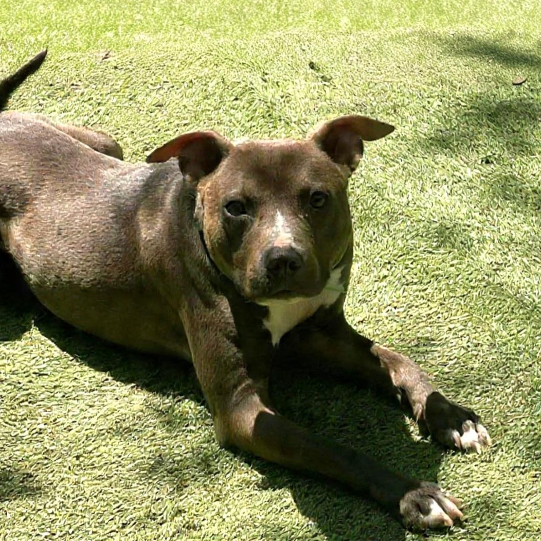 Enlarge Forrest, a Adoptable mixed breed in Elk Grove Village, IL image 5/6