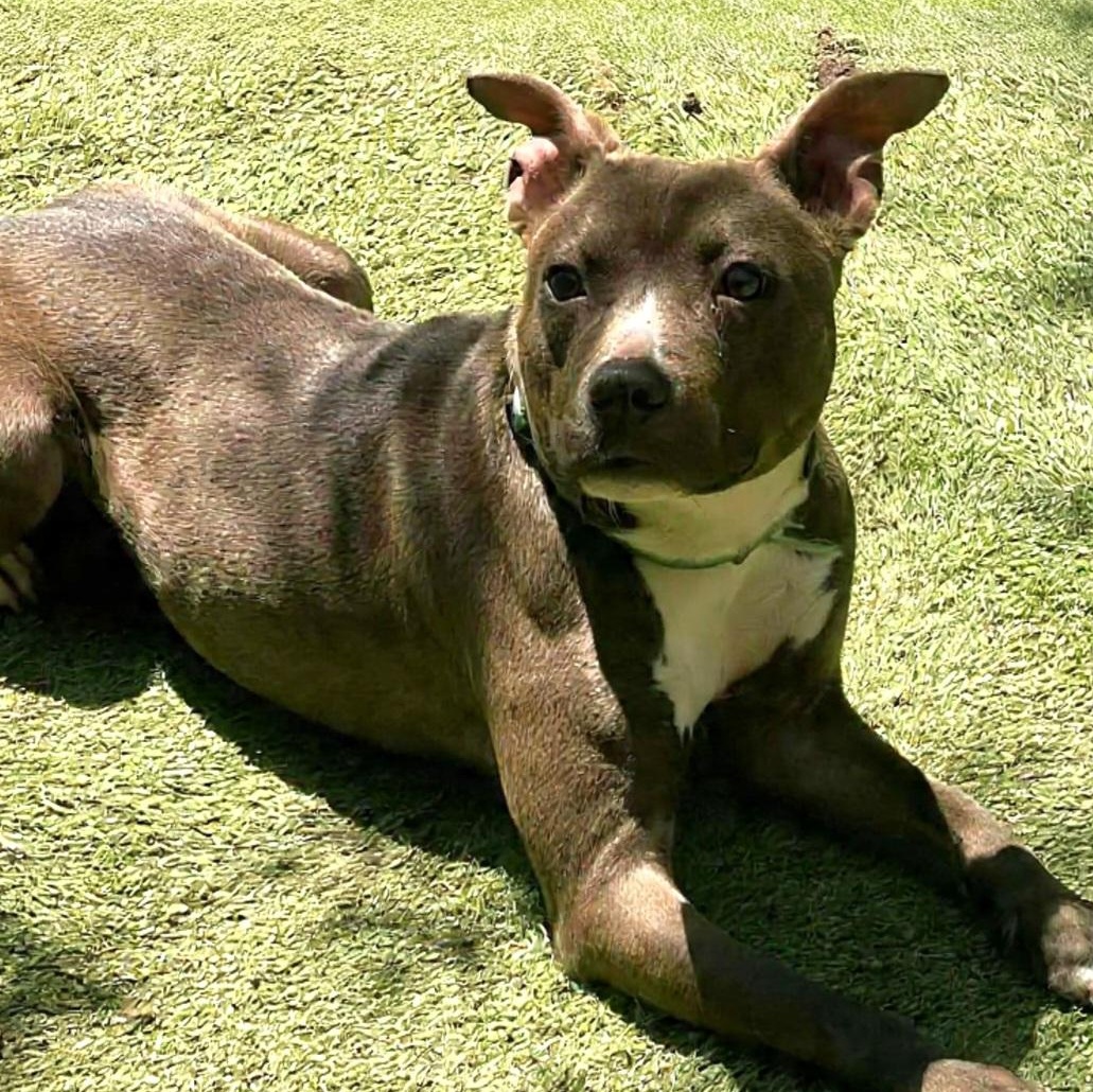 Enlarge Forrest, a Adoptable mixed breed in Elk Grove Village, IL image 4/6