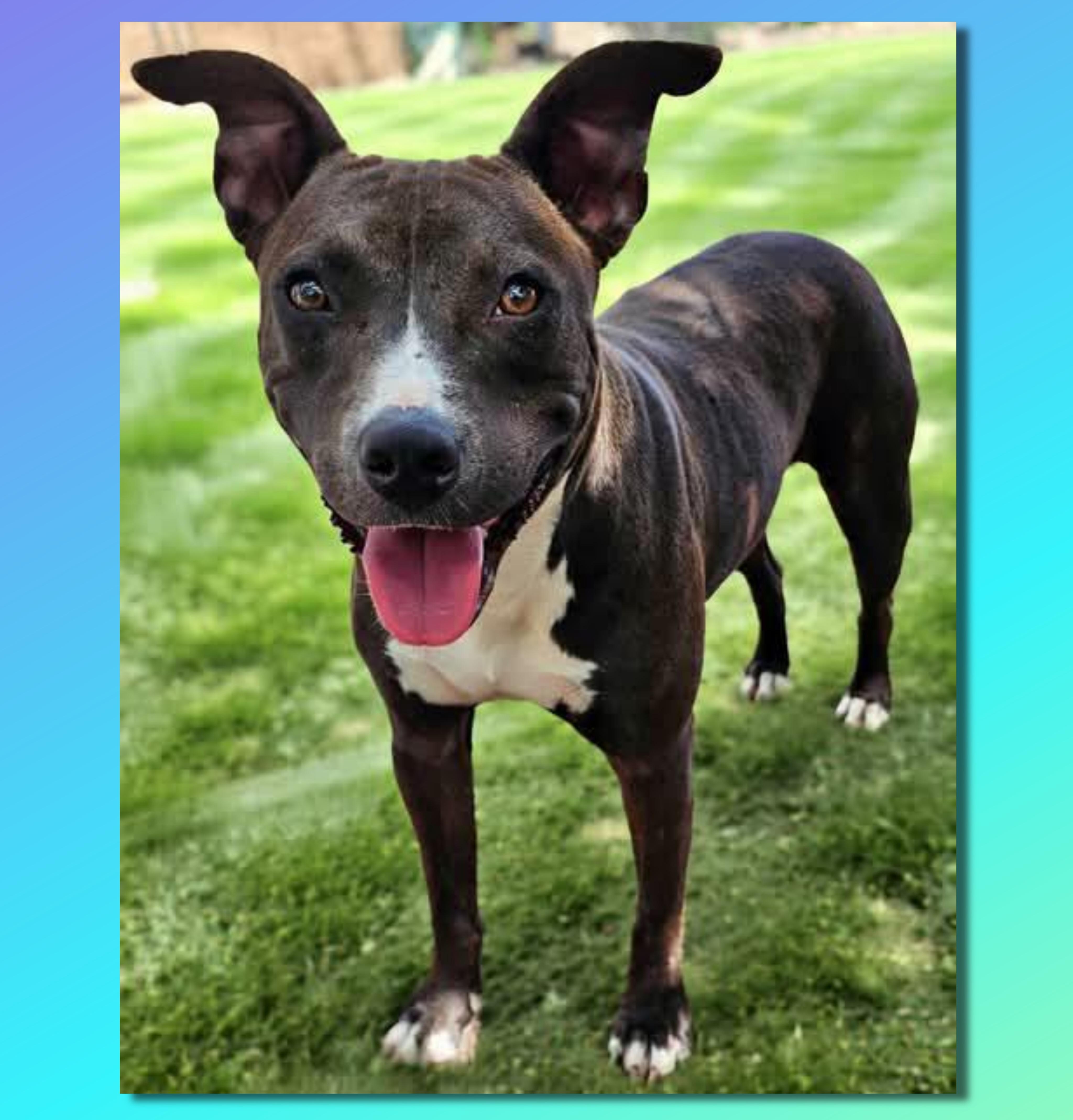 Enlarge Forrest, a Adoptable mixed breed in Elk Grove Village, IL image 1/6