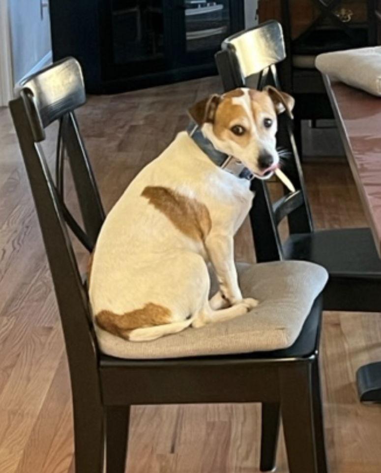 Rocket *, Adoptable, Adult Male Parson Russell Terrier.