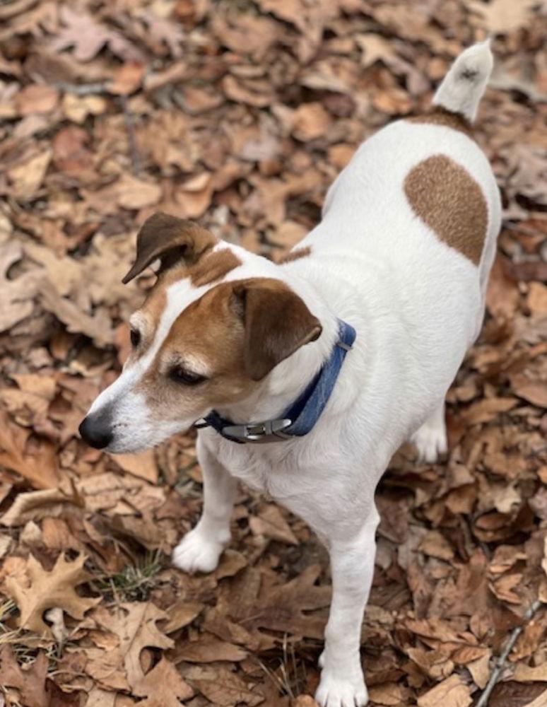 Enlarge Rocket *, a Adoptable Parson Russell Terrier in Columbia, TN image 2/6