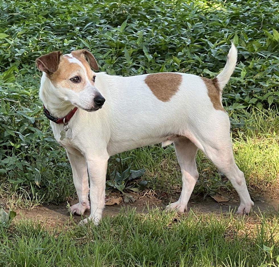 Enlarge Rocket *, a Adoptable Parson Russell Terrier in Columbia, TN image 3/6