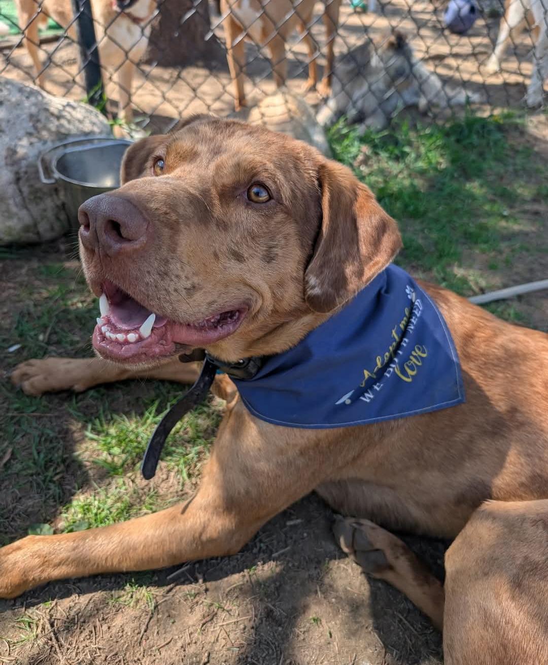 Cowboy, a Adoptable mixed breed in Mansfield Center, CT image 2/5