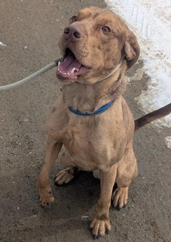 Cowboy, Adult Male Catahoula Leopard Dog