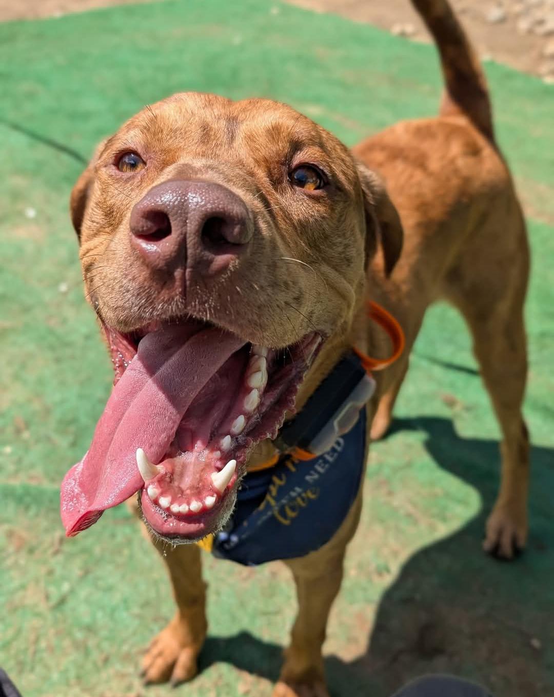 Cowboy, a Adoptable mixed breed in Mansfield Center, CT image 3/5