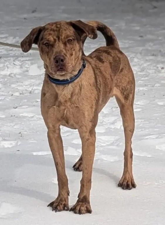 Cowboy, a Adoptable mixed breed in Mansfield Center, CT image 5/5