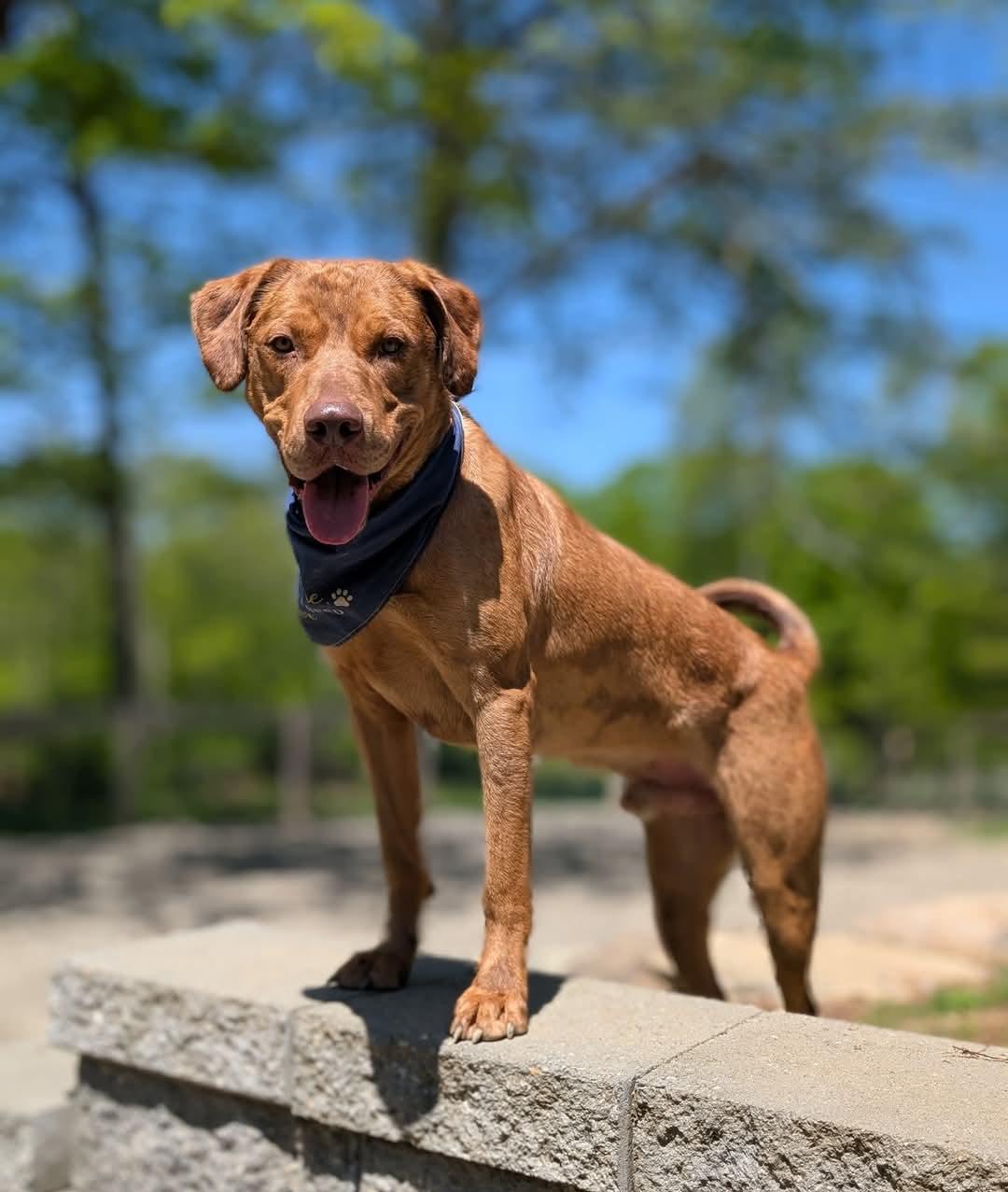 Cowboy, Adoptable, Adult Male Catahoula Leopard Dog.