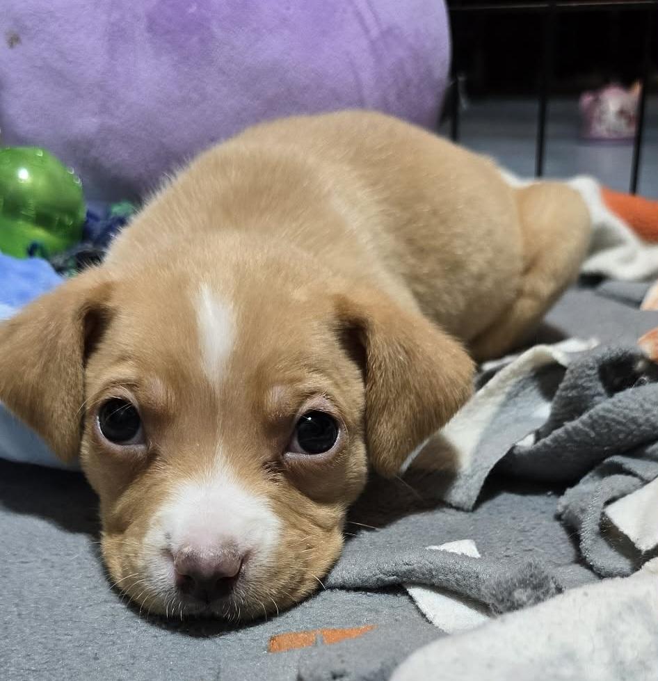 Enlarge Knox, a ADOPTABLE mixed breed in Grand Rapids, MI image 2/3