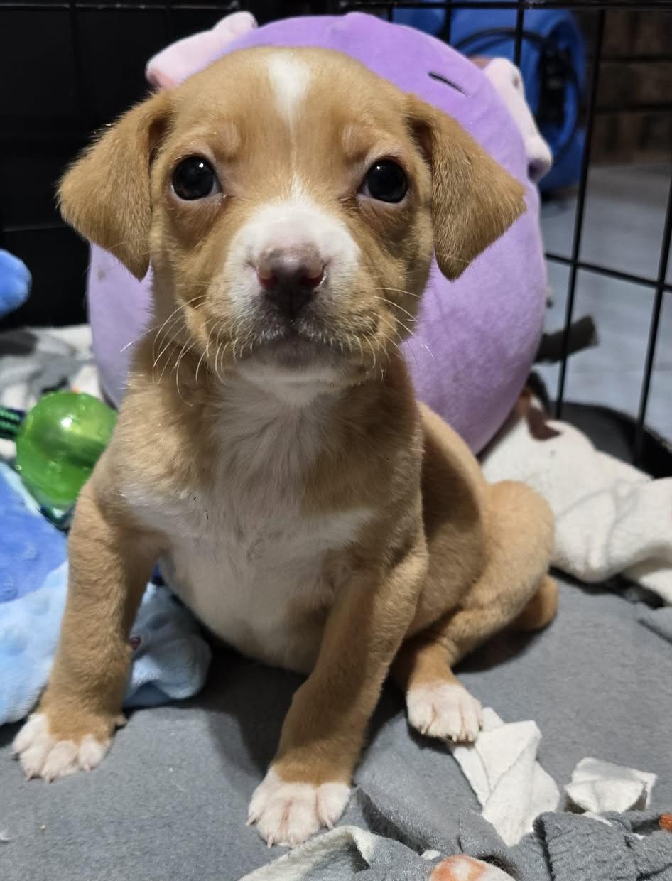 Enlarge Knox, a ADOPTABLE mixed breed in Grand Rapids, MI image 1/3