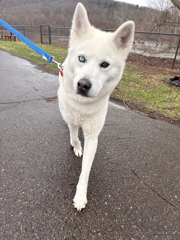 Enlarge Foxy Brown, a Adoptable Husky in Warren, PA image 1/1