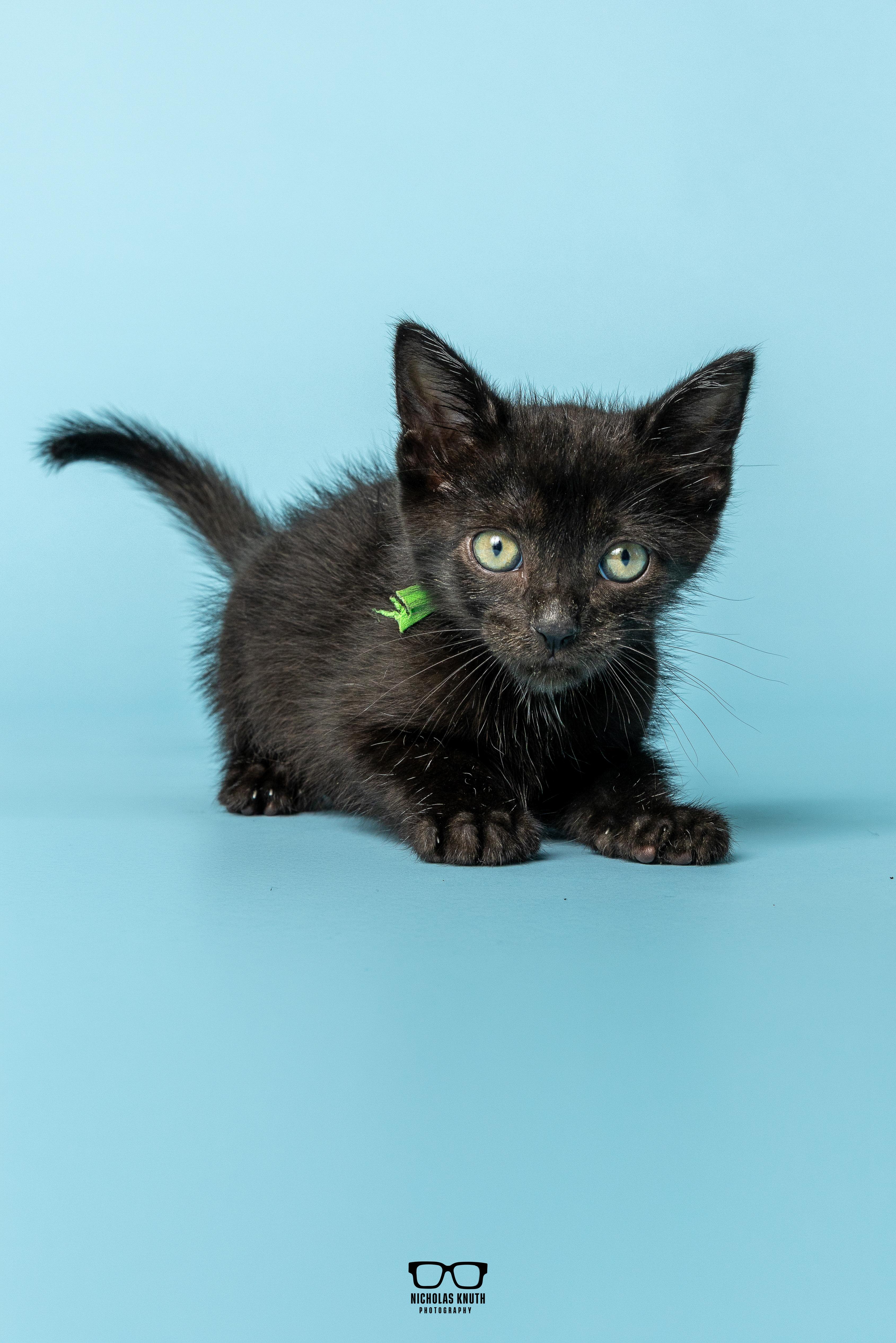 Enlarge Pinto, a Adoptable Domestic Medium Hair in Palatine, IL image 5/5