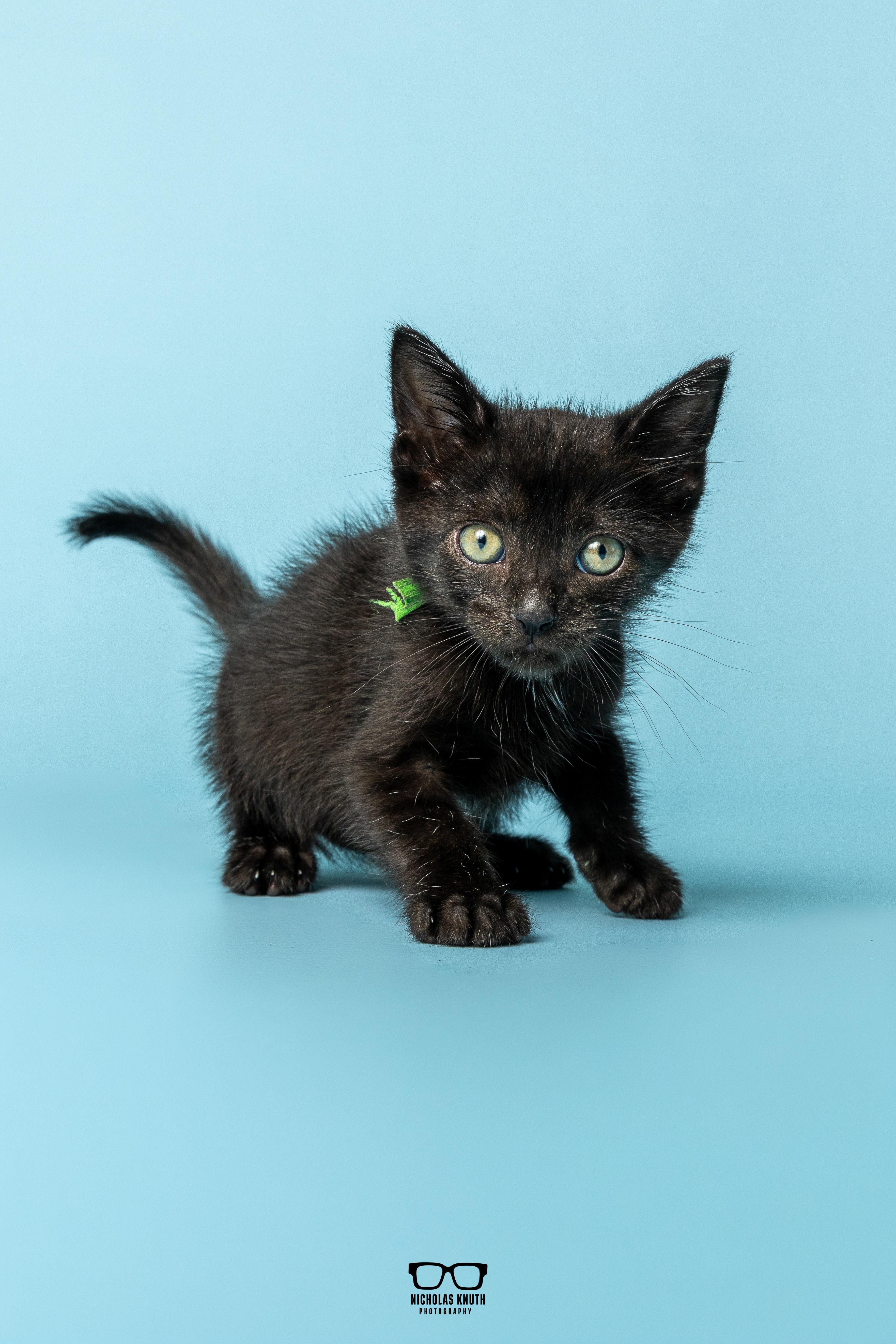 Enlarge Pinto, a Adoptable Domestic Medium Hair in Palatine, IL image 4/5