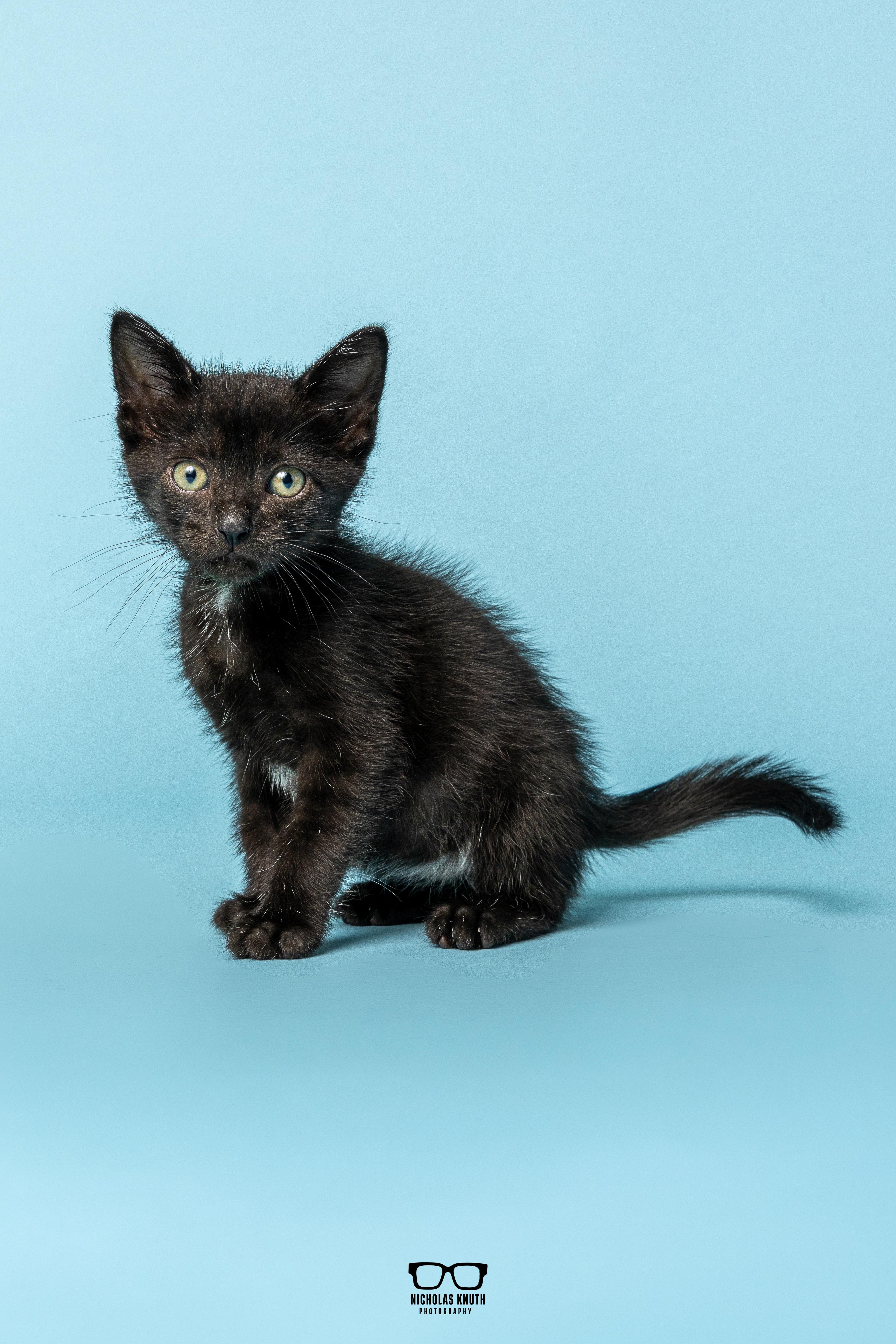 Enlarge Pinto, a Adoptable Domestic Medium Hair in Palatine, IL image 1/5