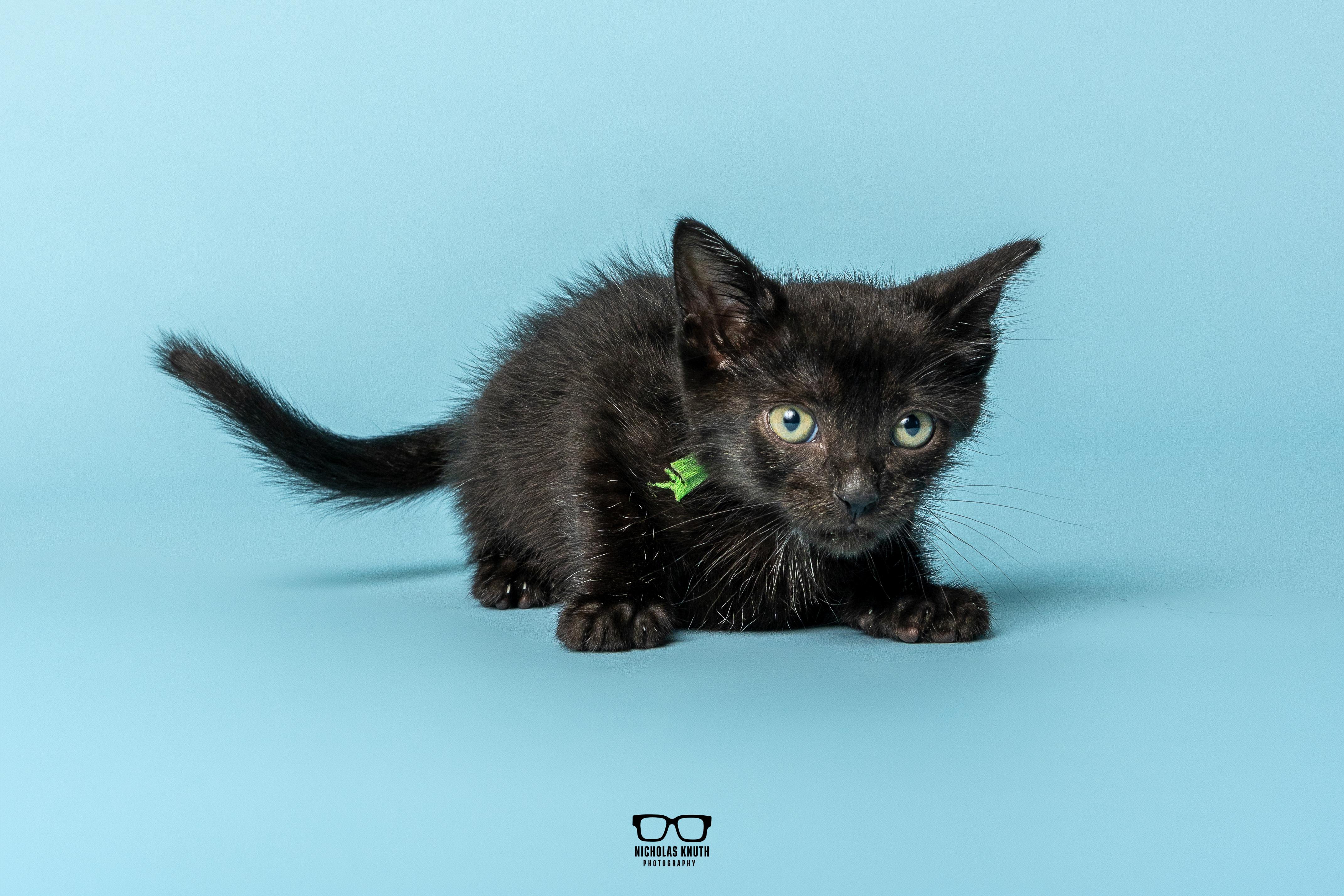 Enlarge Pinto, a Adoptable Domestic Medium Hair in Palatine, IL image 2/5