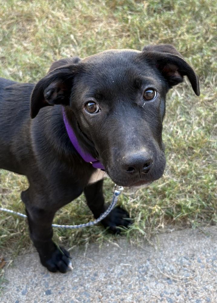 Justine Sparks, Adoptable, Puppy Female Labrador Retriever & Hound.